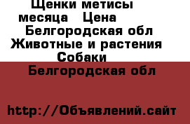 Щенки-метисы 1.6 месяца › Цена ­ 3 500 - Белгородская обл. Животные и растения » Собаки   . Белгородская обл.